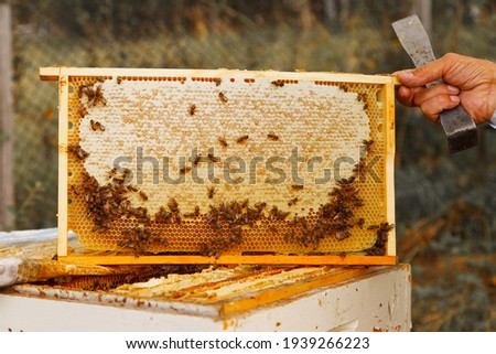 collect honey: honeycomb close-up. Beekeeping works: bees, honeycombs, honey