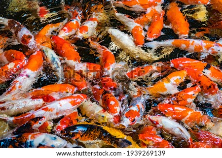 Colorful japan koi fish or fancy carp swimming in the pond. smooth motion of japanese carp fish.