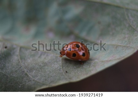 the variable ladybird,common Australian lady beetle or common Australian ladybug(Coelophora inaequalis) on a leaf