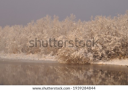 Trees in the snow over a frozen river. Fabulous white tree branches in the snow. Winter has come on a gray background, everything is covered with white. Wallpaper.