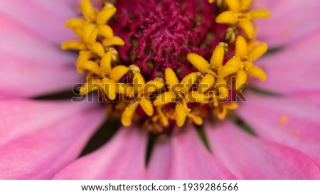 Abstract close up macro image of a zinnia flower with vibrant colors blooming in spring season
