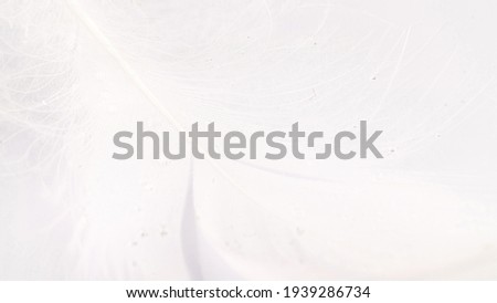 Feather banner. Multicoloured pastel angel feather closeup texture on white background in macro photography. Glamorous sophisticated airy artistic image on soft blurred background