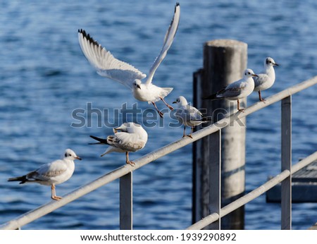 many seagulls sitting on a railing, one bird flying away with wide spread wings, camera focus strongly concentrated on the center of the picture, by day, without people