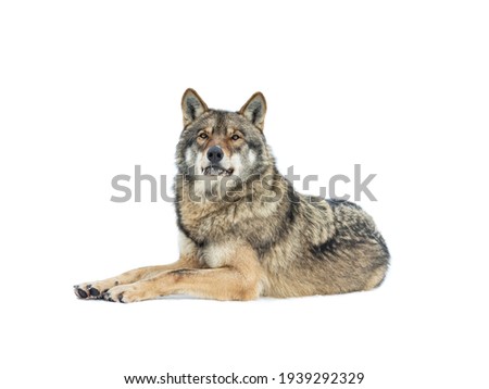 Gray wolf lies on the snow isolated on white background