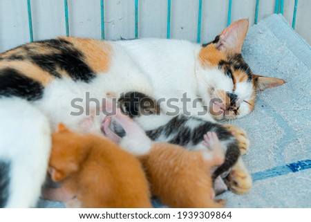 A mother striped domestic cat is breastfeeding her several-day-old kittens in a cat carrier. The mother cat is sleeping in the cage and her kittens are breastfeeding