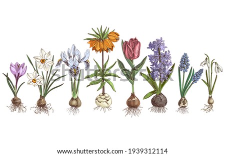 Hand drawn spring bulbous flowers Royalty-Free Stock Photo #1939312114