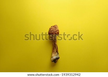 Microdosing concept. Dry psilocybin mushrooms on bright yellow background. Psychedelic mushroom closeup. Medical use. 