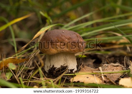 Cute penny bun mushroom is growing in the grass. The beautiful small brown cap of a cep is in the focus. It is vegetarian diet food.