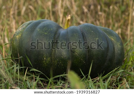 Bright pumpkins in autumn. Rich and colorful pumpkins for the holiday and interior decoration