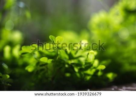 Green leaves in the sunlight background