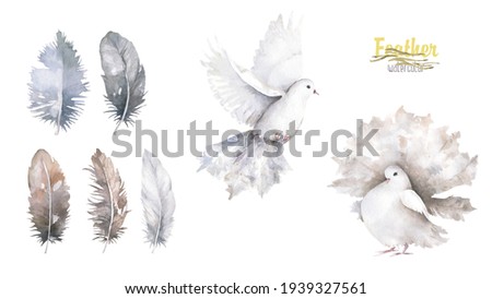 Pigeon clip art watercolor dove bird fly, olive leaves illustration similar on white background. High quality photo