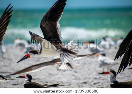 shore birds along the beach