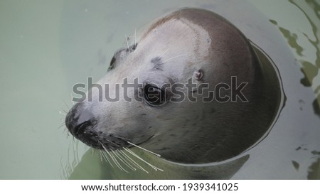 Grey Seal's Head in Water