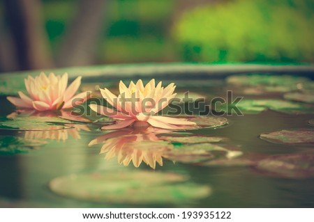 A beautiful pink waterlily or lotus flower in pond vintage photo filtered retro style