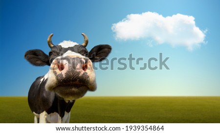cow grazed on green grassland, close-up head look on camera, on blue sky background. Farm ecology concept. Wide horizontal photo with empty space for text Royalty-Free Stock Photo #1939354864