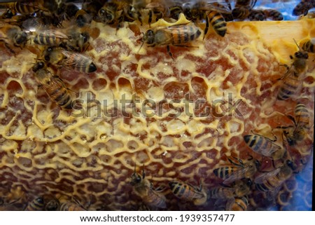 a picture of bees making honey