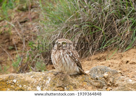 The bird Little owl Athena noctua sits on a rock.