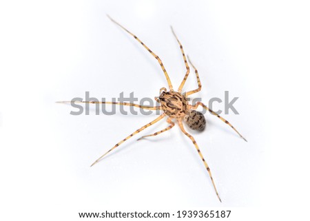 Closeup picture of the spitting spider Scytodes thoracica (Araneae: Scytodidae), a common and cosmopolitan house spider  photographed on white background.