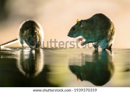 Two Brown rats (Rattus norvegicus) walking through water at night. Netherlands. Wildlife in nature of Europe. Royalty-Free Stock Photo #1939370359