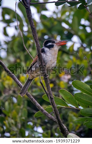White eared Puffbird photographed in Goias. Midwest of Brazil. Cerrado Biome. Picture made in 2015.