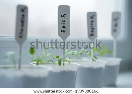 Containers with labeled pepper and eggplant shoots in close-up.  Selective focus.                             