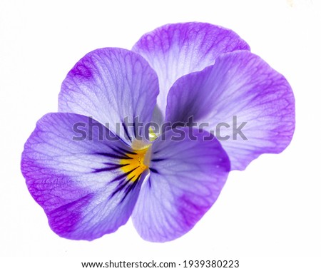 pansy flower -  flower on  white background close up Royalty-Free Stock Photo #1939380223