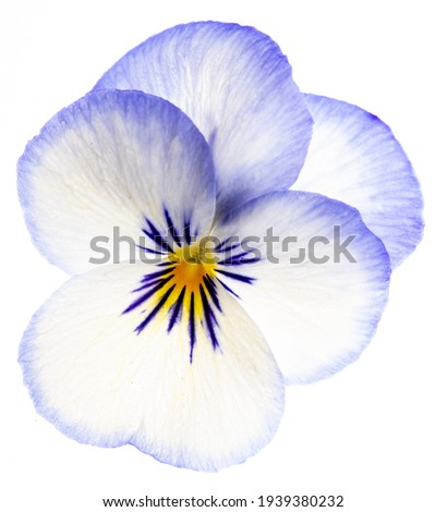 pansy flower -  flower on  white background close up