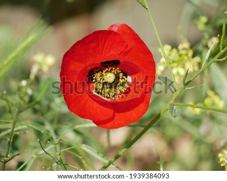 Bright red poppy flowers among green grass in a meadow on a sunny spring day. Growing of raw materials for confectionery production in natural conditions under the open sky.