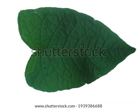 leaf photos for textures and mapping 