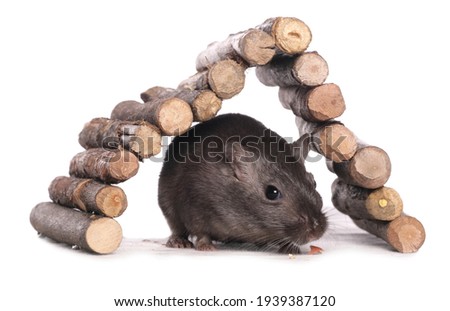 Pet gerbil isolated on a white background