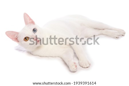 Khao Manee cat laying isolated on a white background Royalty-Free Stock Photo #1939391614