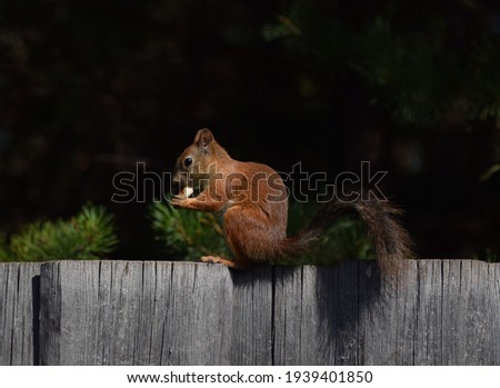 Squirrel eating nut on the fence 
