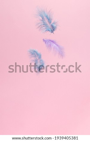 blue and purple feathers float on a pink background