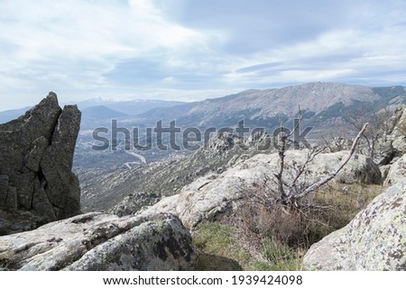 Small dry tree with blue sky and mountainous background in the north of Madrid, Spain.