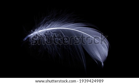 Feather close up. Nature abstract bird feather texture isolated isolated on black background in macro photography, soft focus. Fashion color trends spring summer