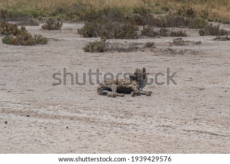 Hyena lie on sand at the savannah, Etosha National Park, Namibia