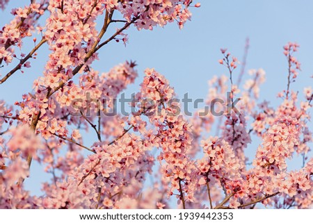 Beautiful spring pink cherry plum blossom background. Abstract pastel delicate banner. A dreamy romantic image of spring. Light blue and light pink shades. Atmospheric natural background. Copy space Royalty-Free Stock Photo #1939442353