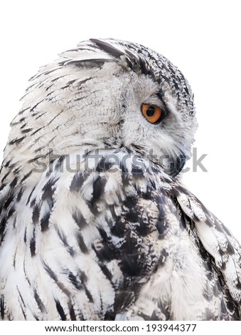 big grey owl isolated on white background