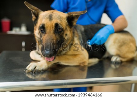Portrait of a big german shepherd dog lying on the table at the vet clinic. Latin male veterinarian using a stethoscope to examine a sick big pet  Royalty-Free Stock Photo #1939464166