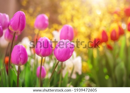 Beautiful pink tulips on a blurred background. floral background