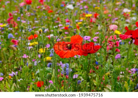 Summer nature background with beautiful flowers. Multicolored flowering summer meadow with red pink poppy flowers, blue cornflowers