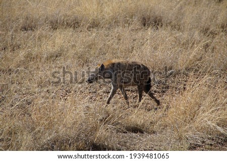 hyena walking its way through serengeti national park
