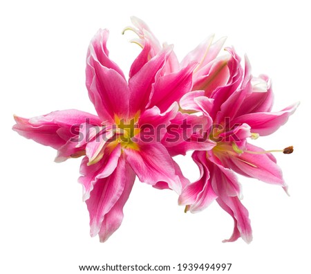 Bouquet of pink lily head flower isolated on white background. Lily in the form of a starfish. Beautiful picture for packaging and business 