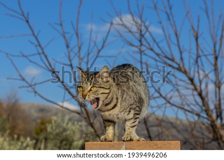 tabby cat extremely surprised by something