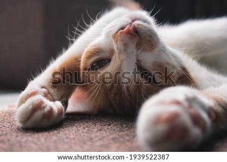 cat kitten adorable lovely face