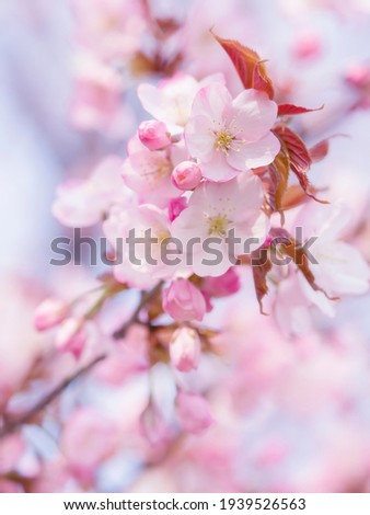 In spring, the cherry blossoms are in full bloom Royalty-Free Stock Photo #1939526563