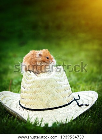 Cute hamster in a cowboy hat
