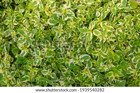 Yellow green spotted leaves on natural light background