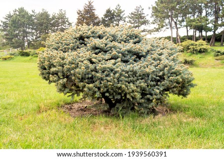 Asian plant. Beautiful Chinese juniper grows in the city park