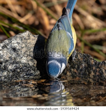 Close-up of a Bluetit drinking water with its head reflected in the water. The photo is taken in Sweden during spring.